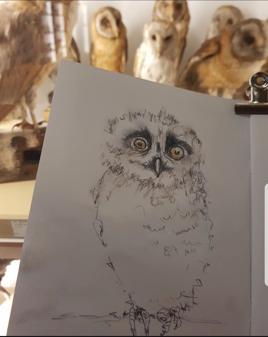 6. Jan. 2026 | Zeichnen im Naturkundemuseum