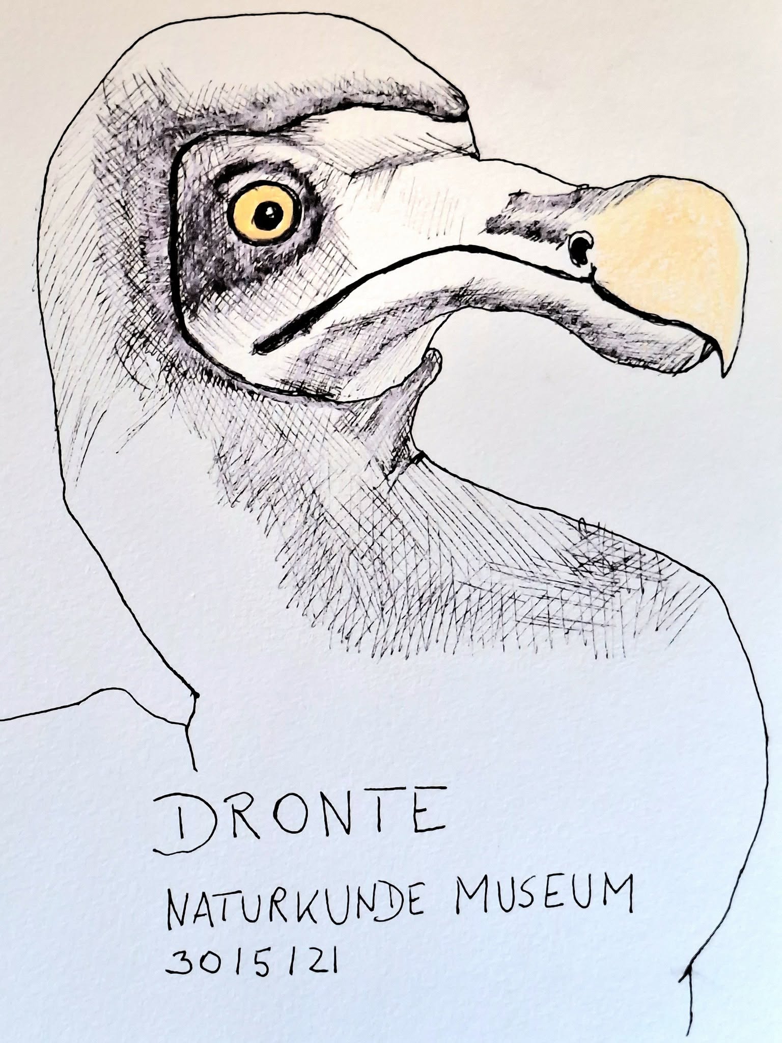 3. Nov. 2026 | Zeichnen im Naturkundemuseum